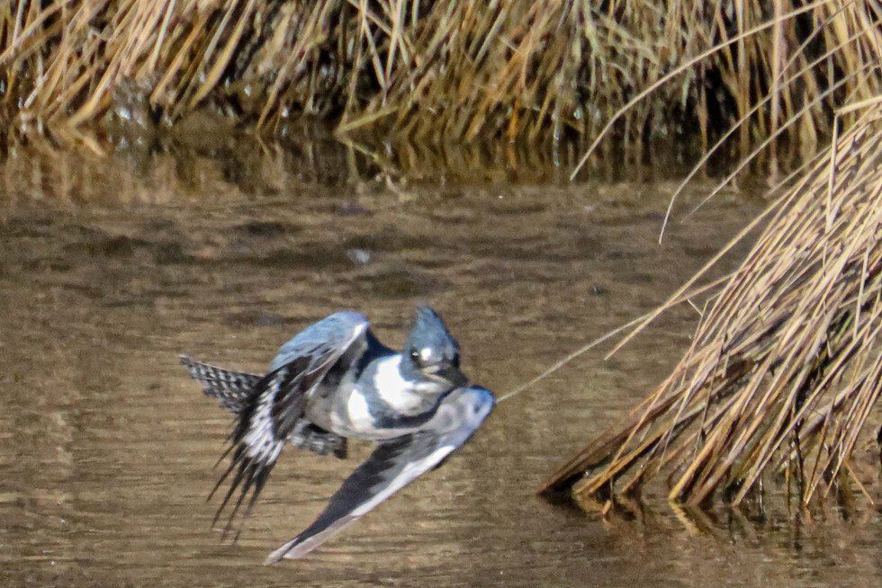 The Flight of the Belted Kingfisher