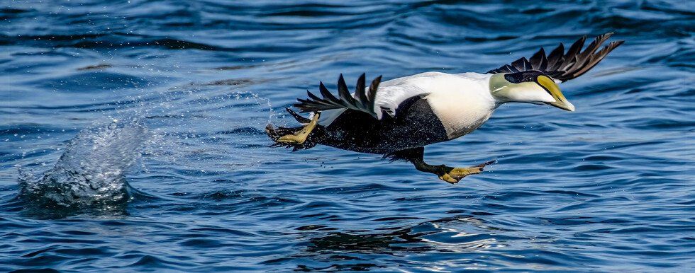 Judges Award: Taking Flight