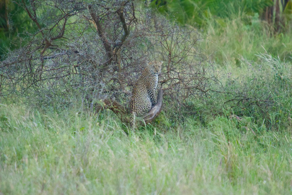 Kevin Cooke_Serengeti Leopard.jpg