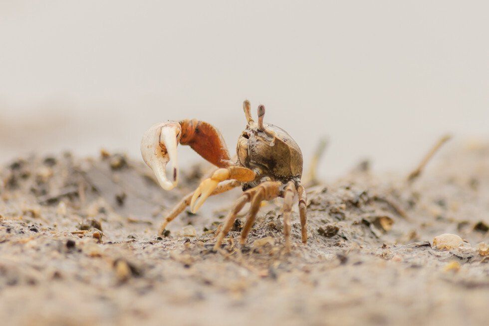 Fiddler on the Beach
