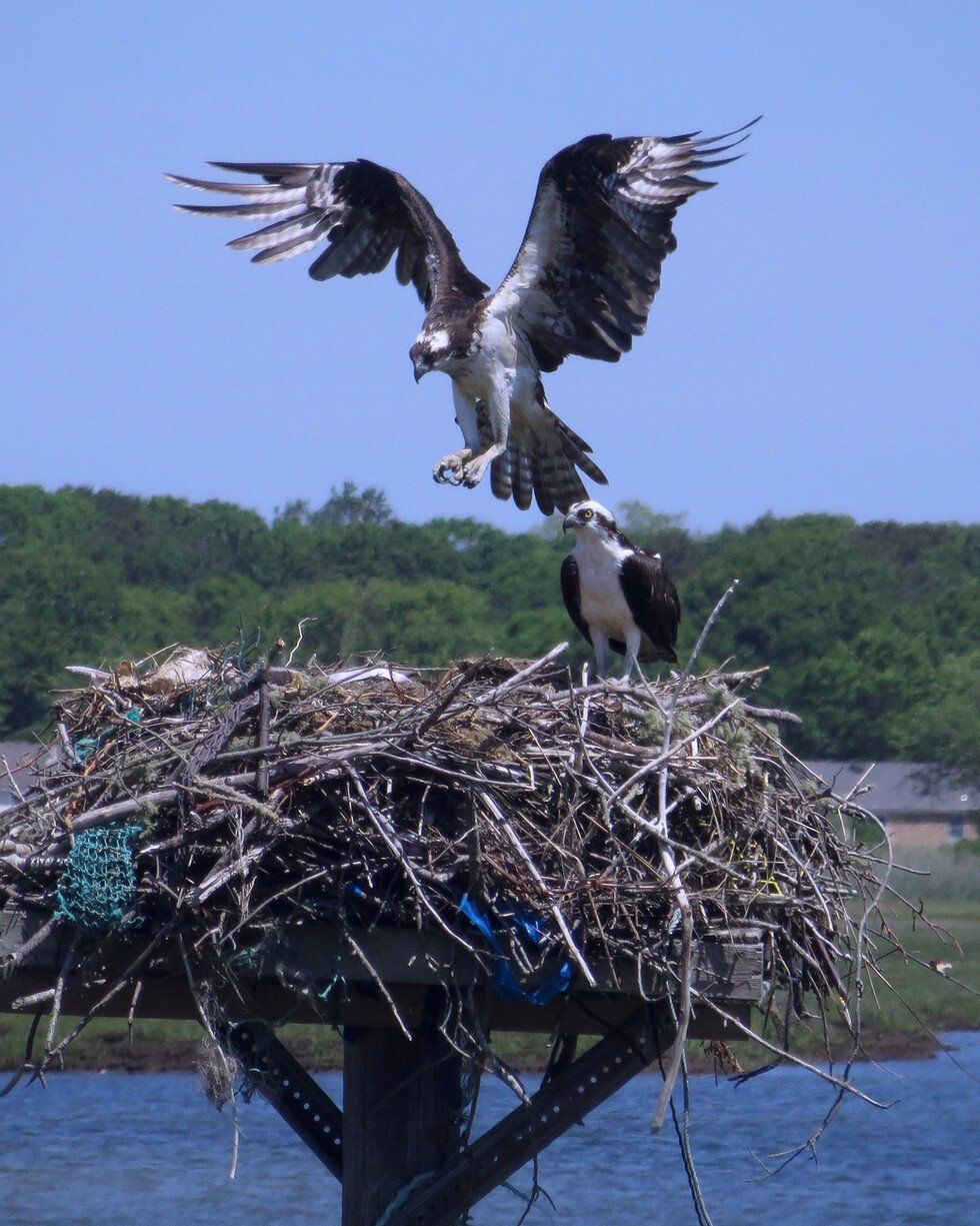 Anton Yereniuk_The Osprey.jpg