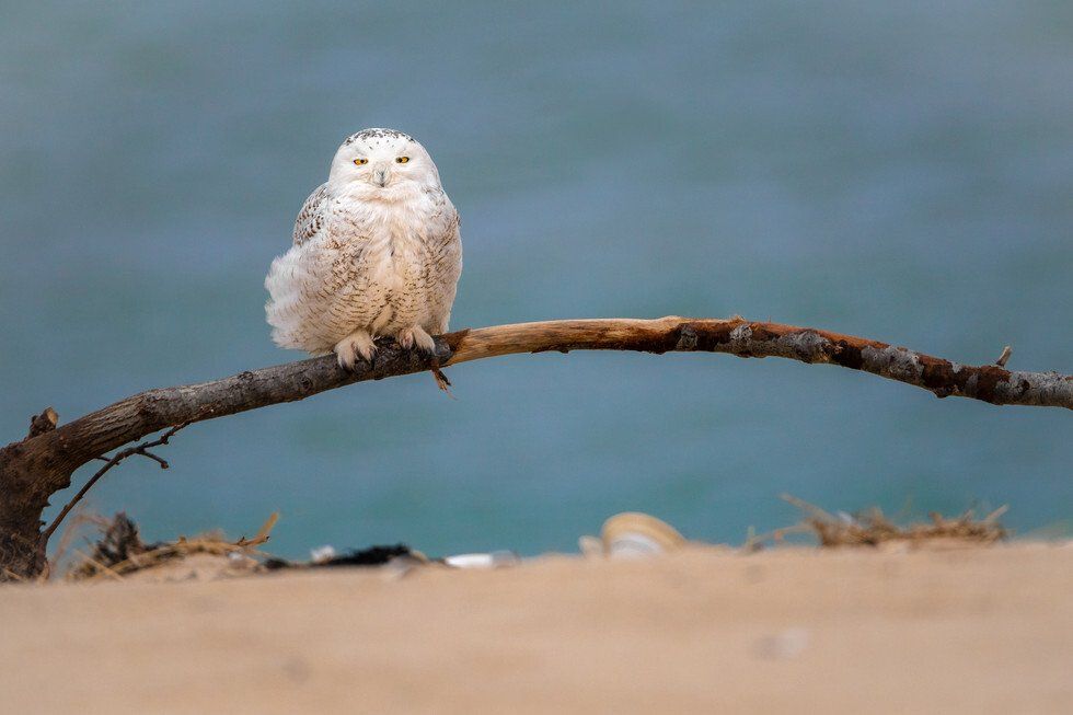 Judges Award: A Serendipitous Snowy