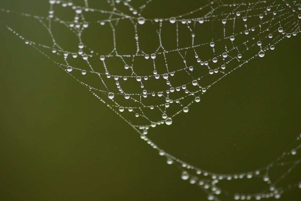 Foggy Morning (67 of 83).jpg