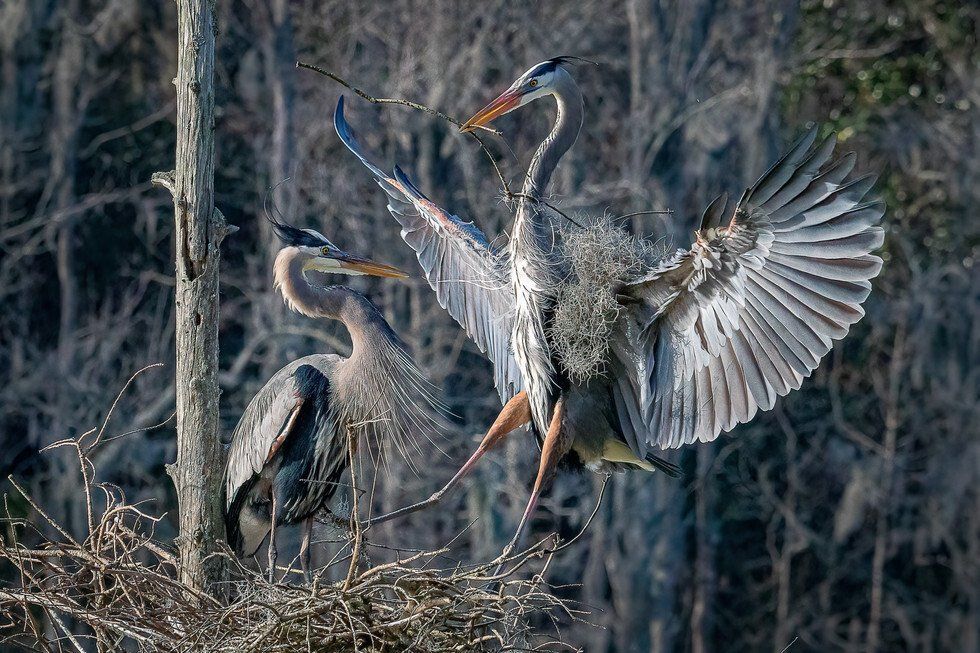 Great Blue Herons Nesting
