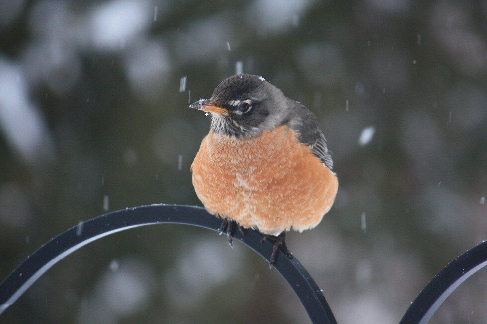 Snowy Robin