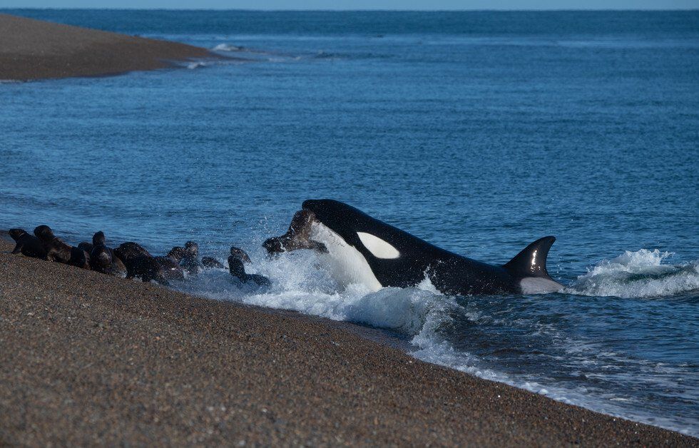 John King_Young Orca Hunt.jpg
