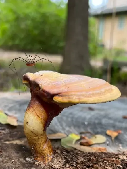 Stephen Jablinowski_Spiders Perch_Happenstance.jpeg