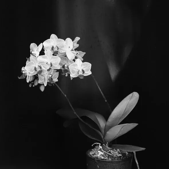 Andrew Young_An Eclipse of Moths_Revival.jpg