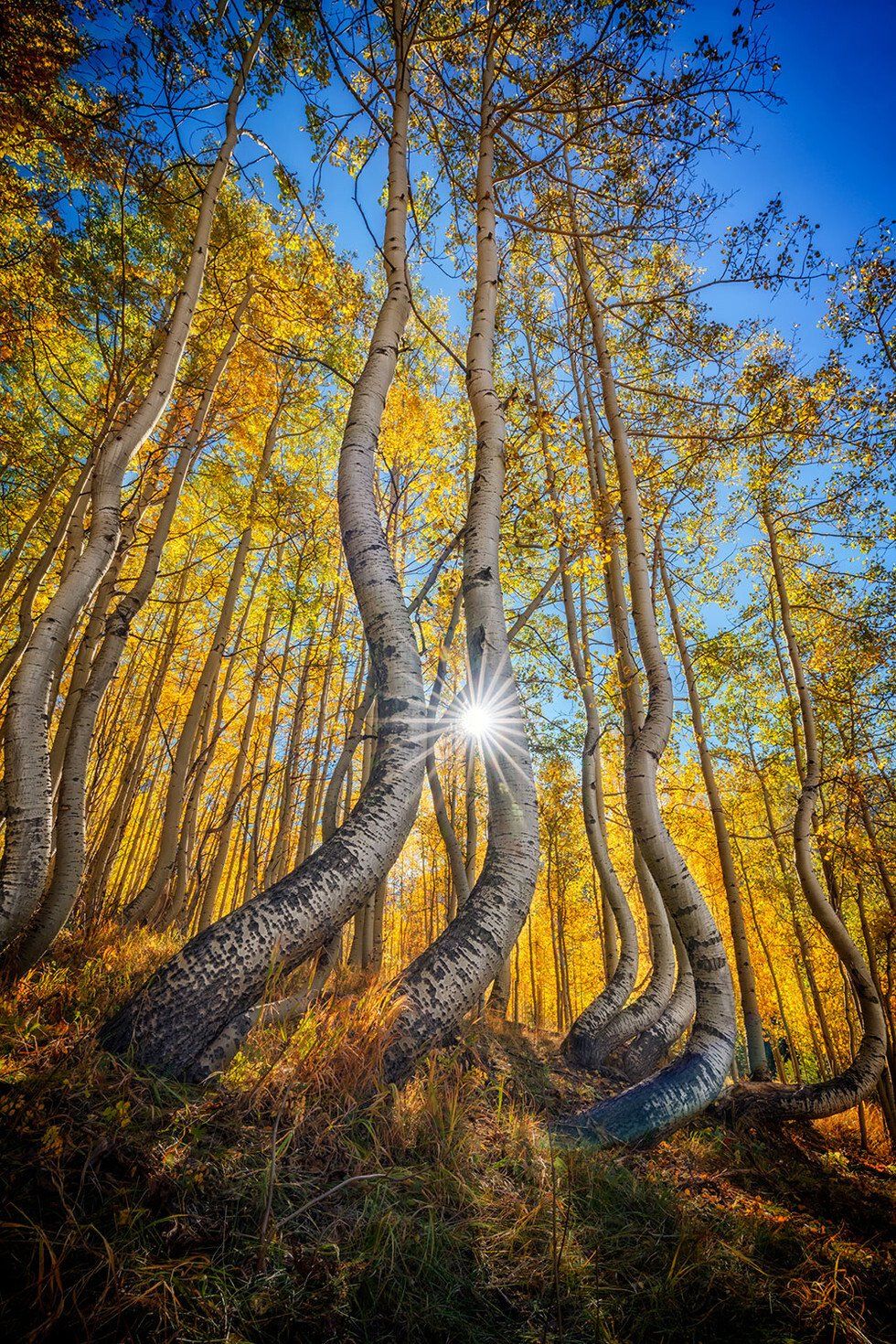 Dance of the Aspens II