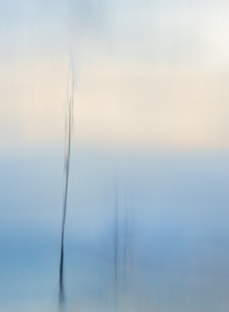 John Tunney_Trees at Rock Harbor