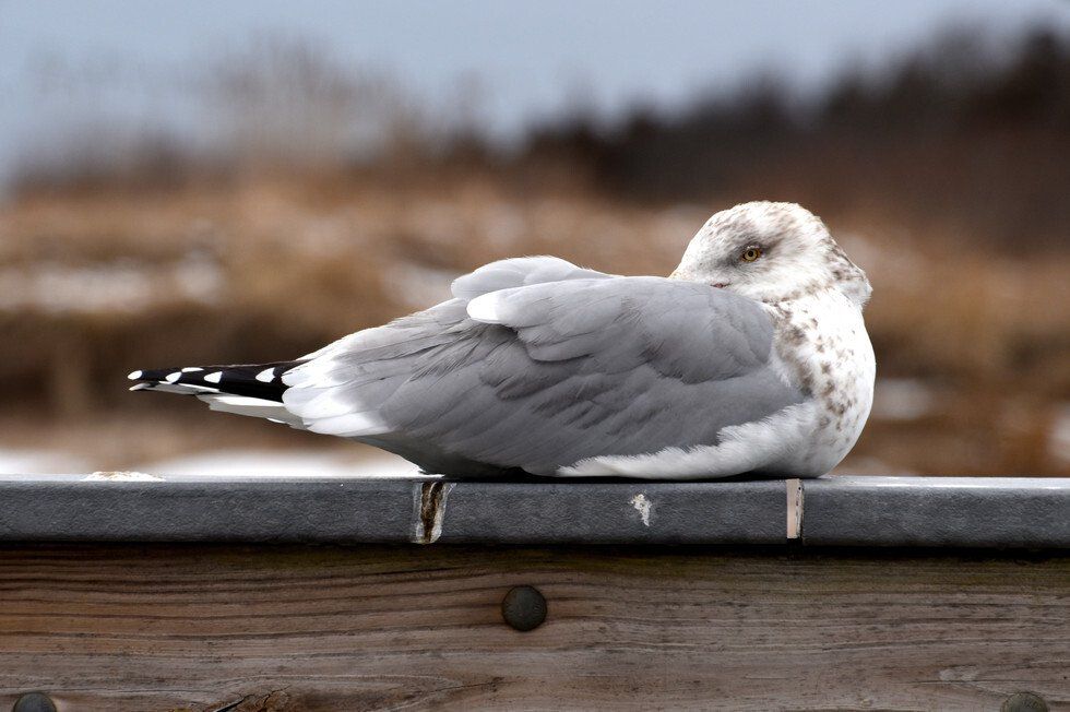 Gull at Rock Harbor