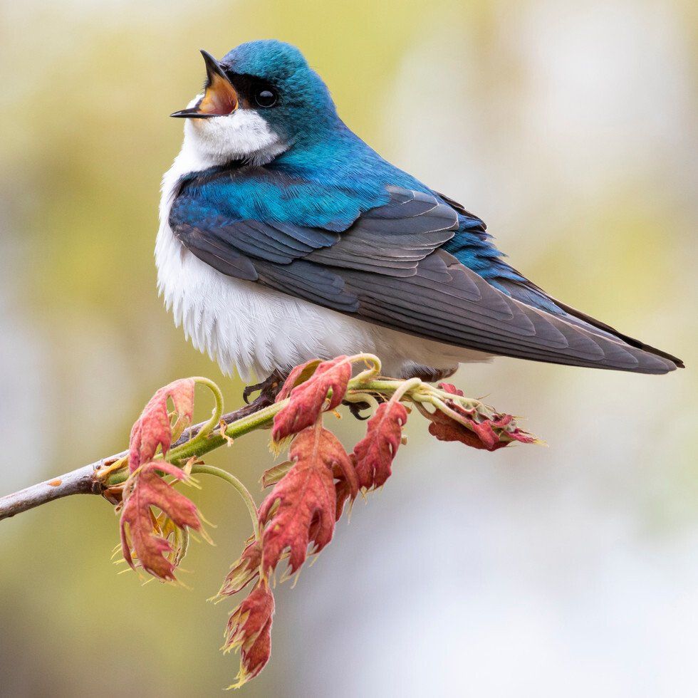 Judges Award: Tree Swallow