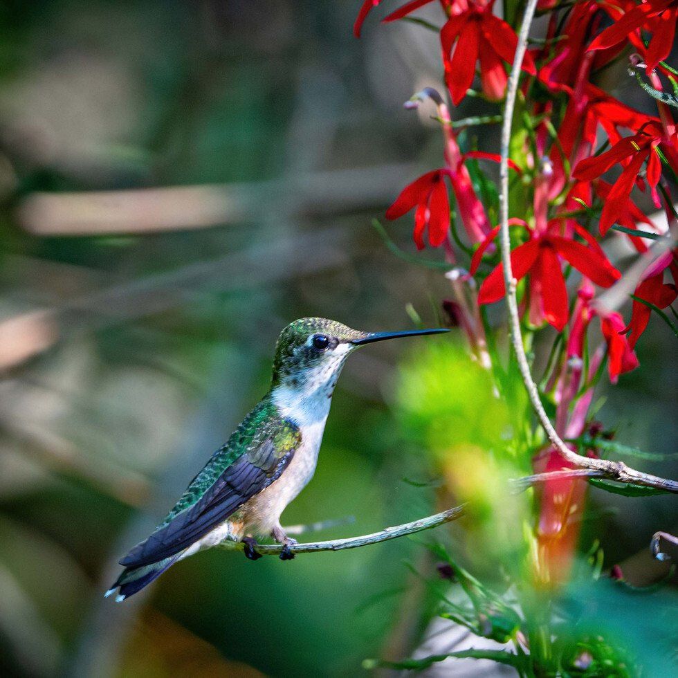 Ruby Throated Hummingbird