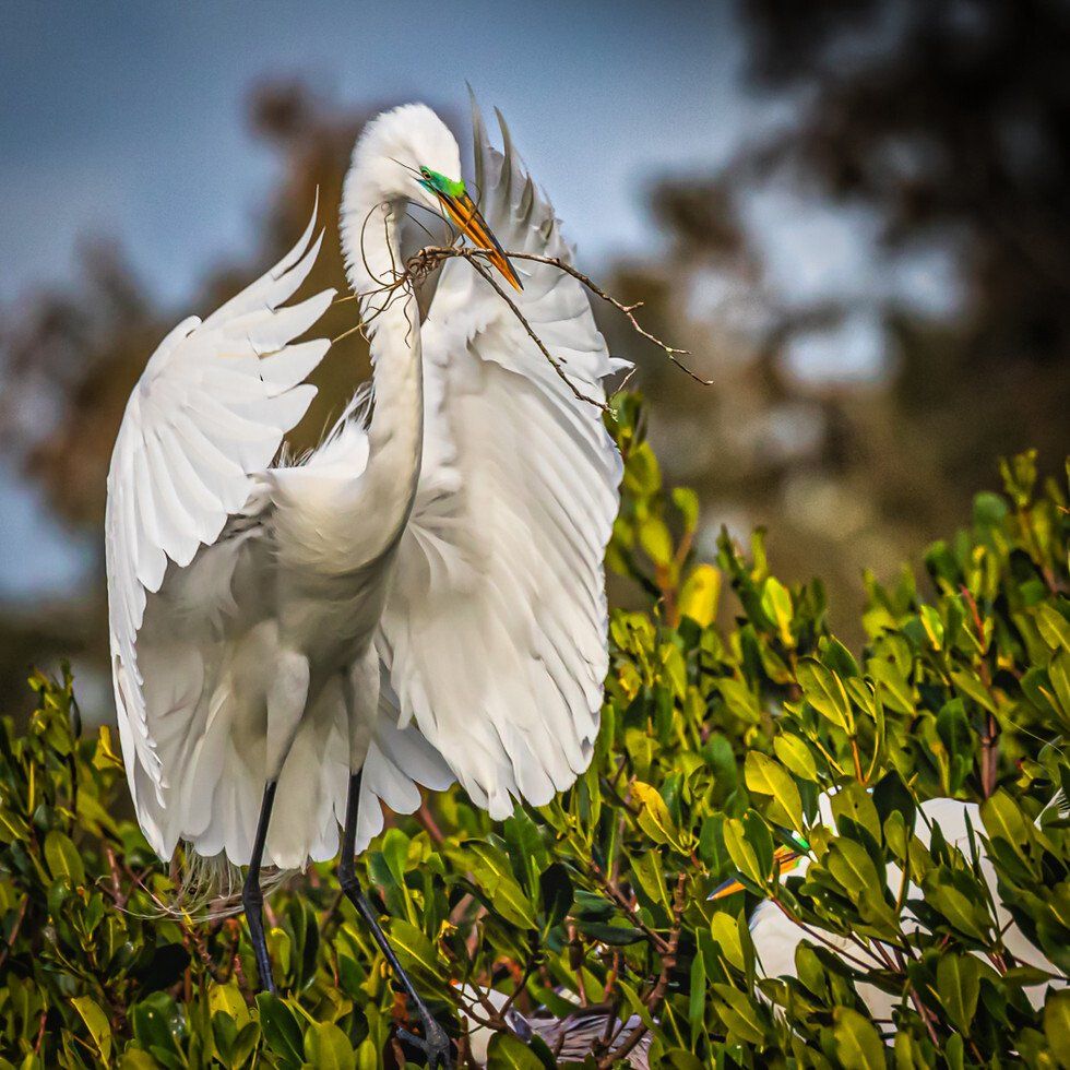 Bringing Home the Stick