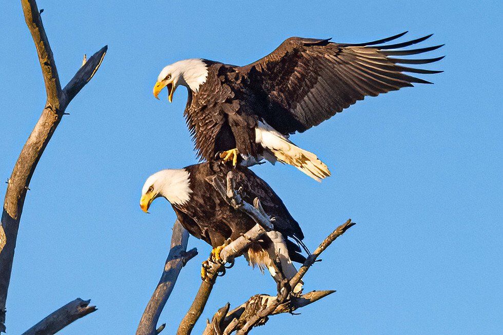 Eagles in Spring