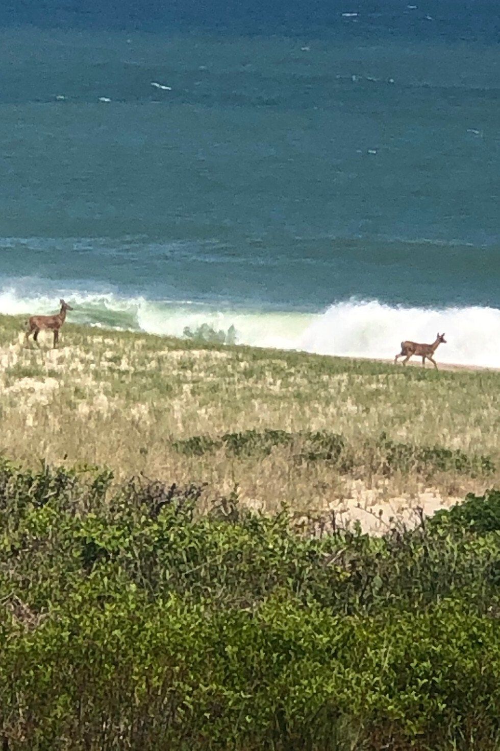 Deer Oceanside in Orleans, MA.