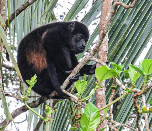 Marisha Krupkin_Pensive_Awe.jpeg