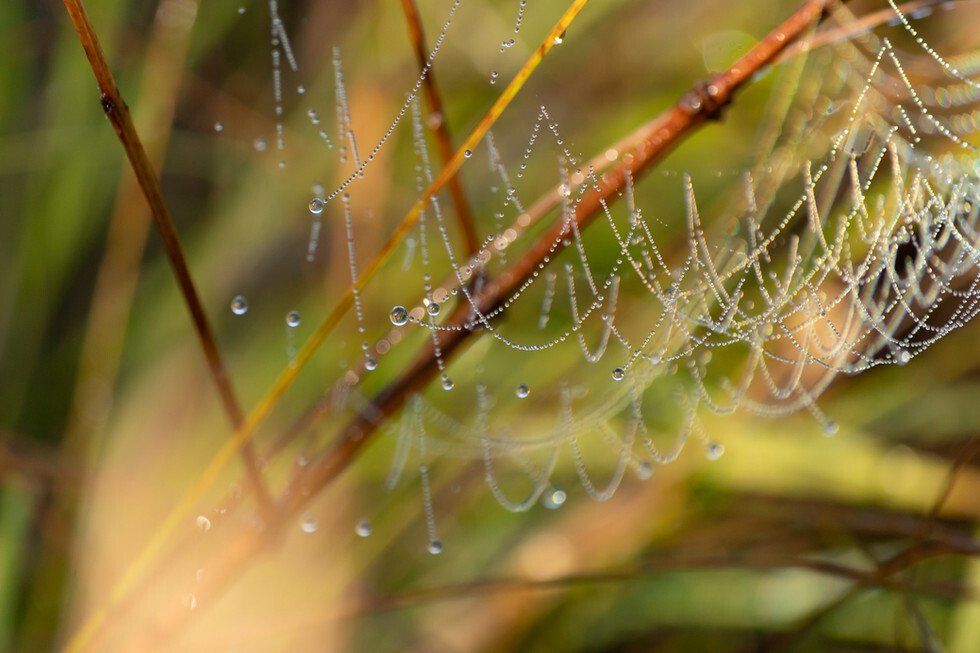 Water Drops 10-7-2021-15.jpg