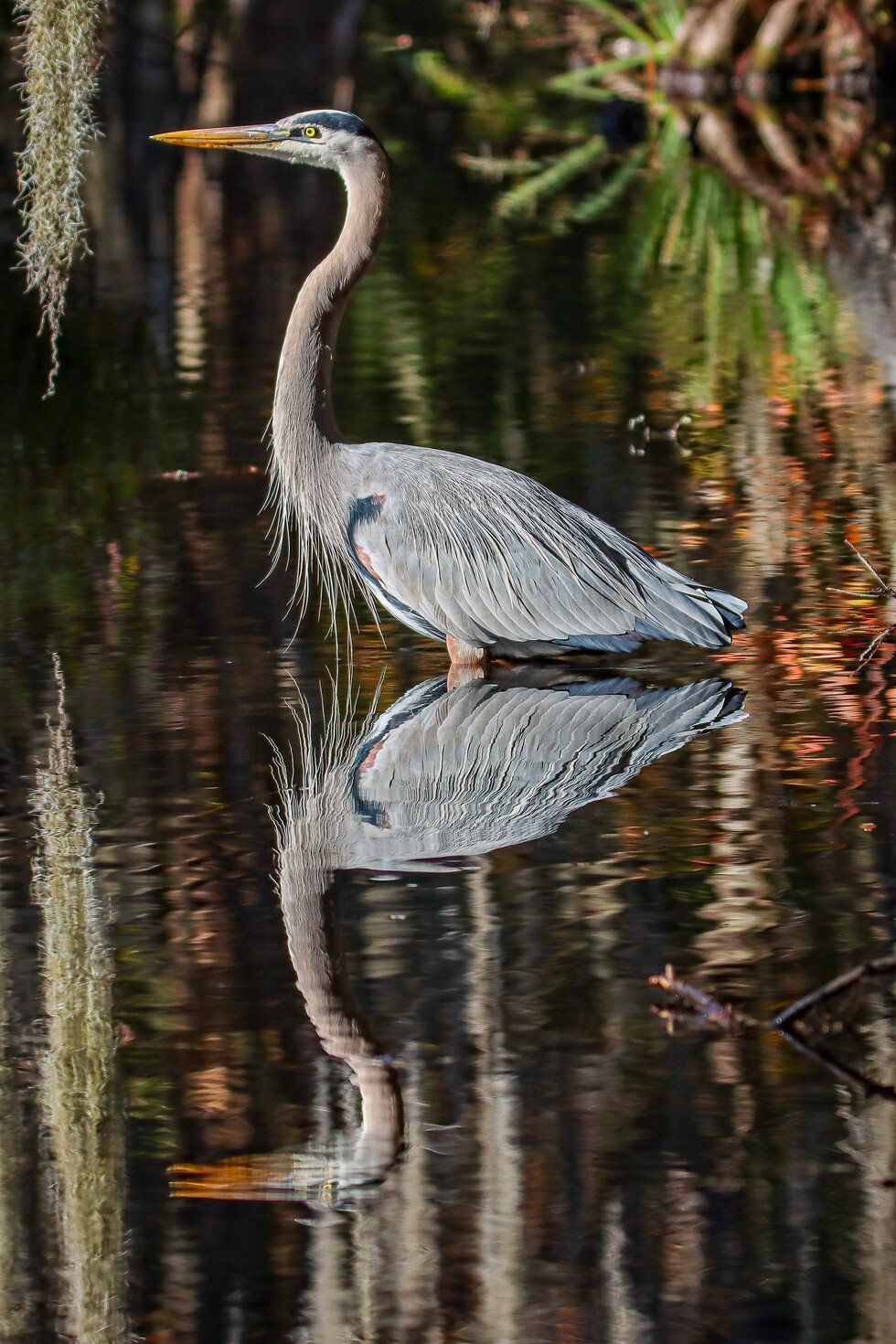 Great Blue Heron
