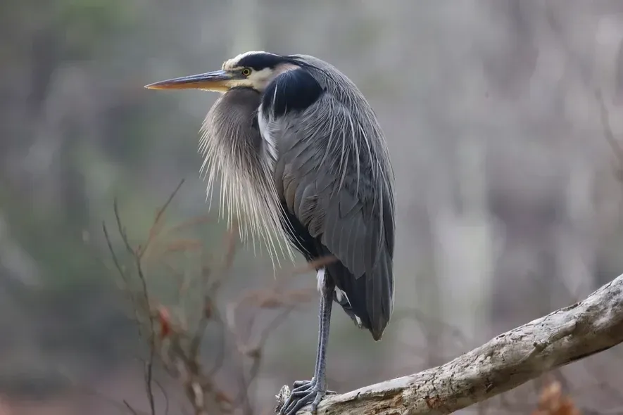 John Kielb_Great Blue Heron_Quintessential.jpg