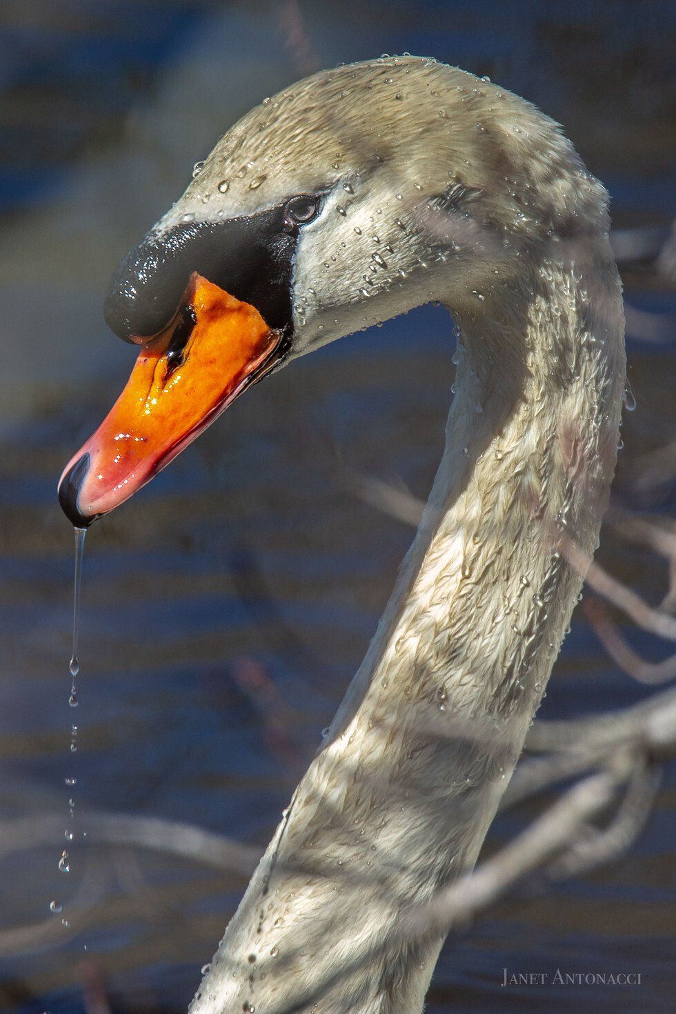 Mute Swan