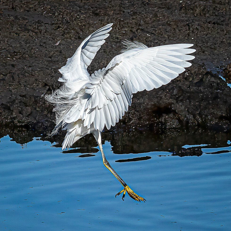 Snowy Egret Landing