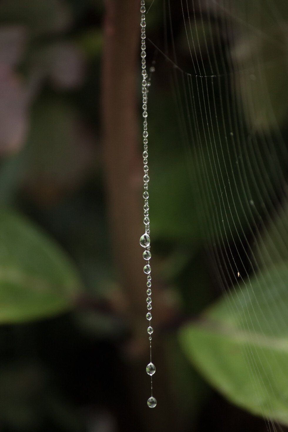 Foggy Morning (13 of 83).jpg