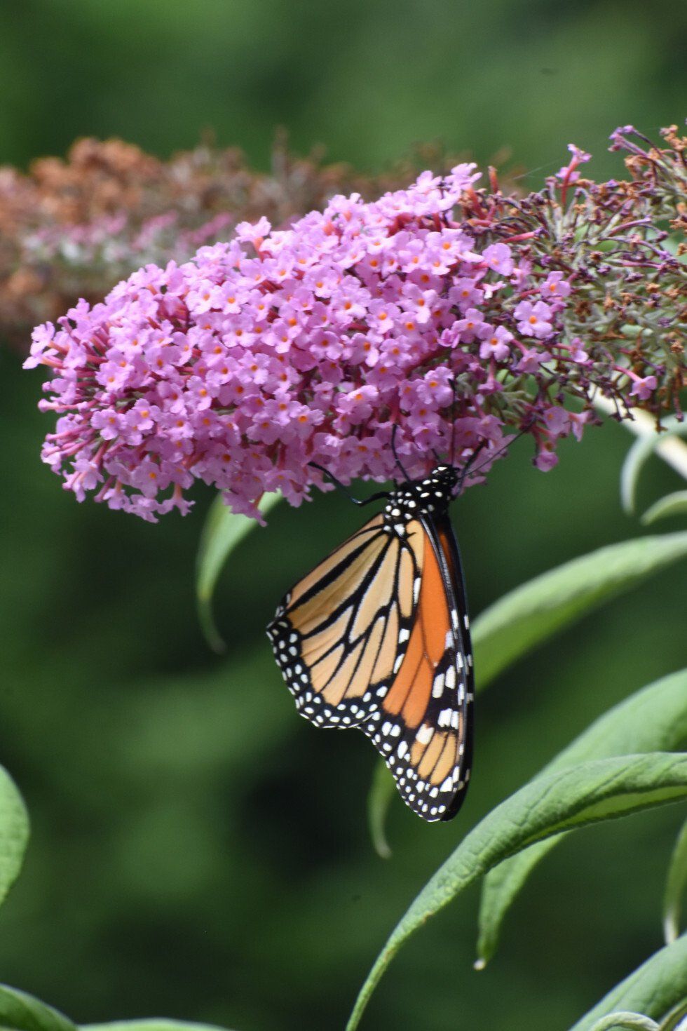 Jeanne Severdija_Nectar.jpg