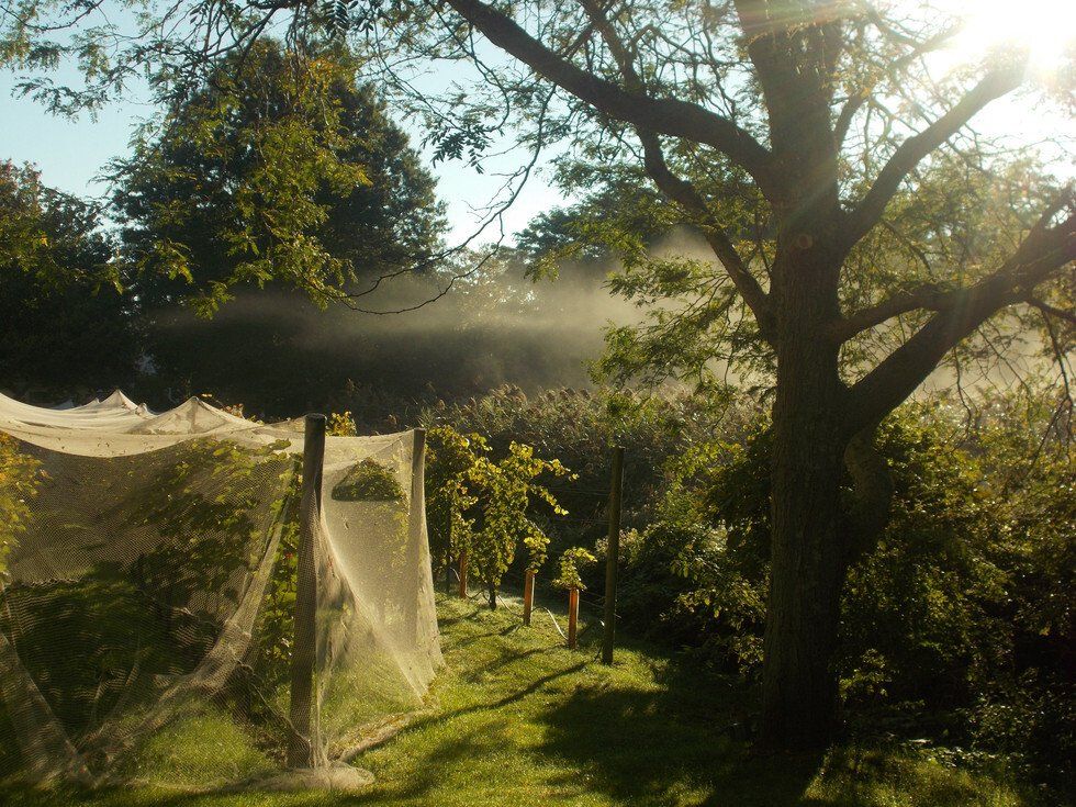 Michael Lynch_Vineyard.jpg