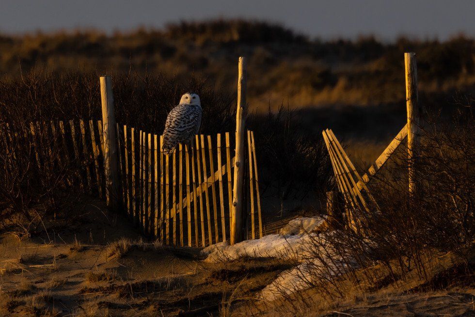 Cheryl Patterson - Daybreak