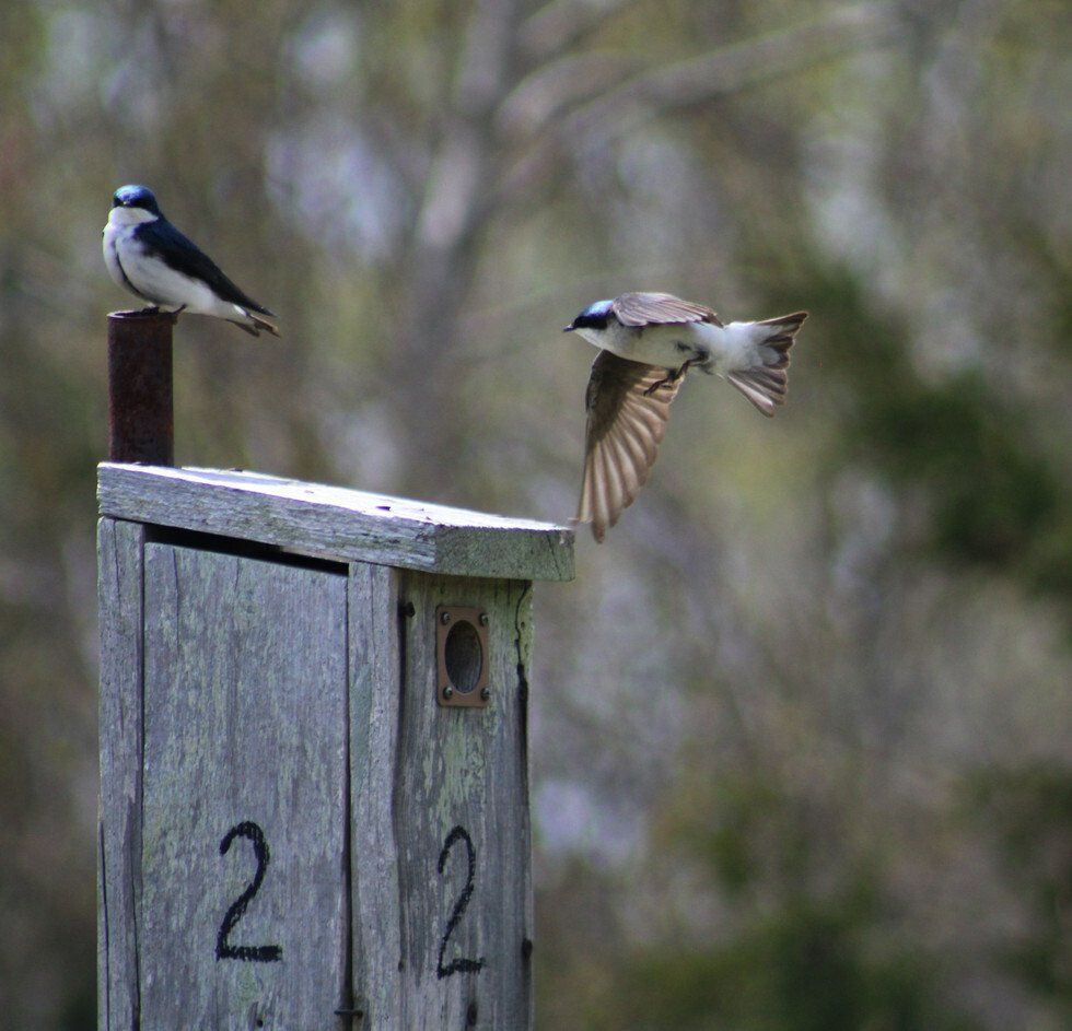 Shelley Dufresne_Swallows.jpg