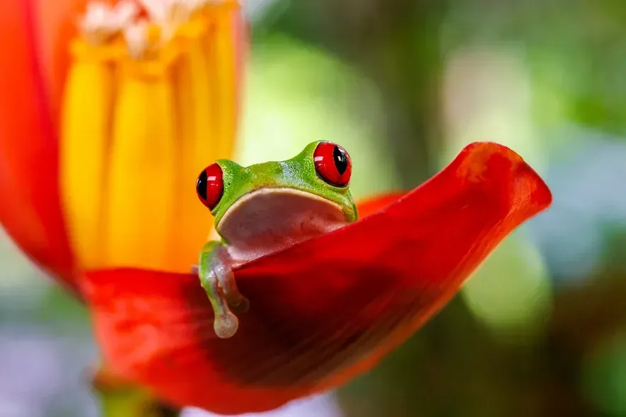 Elizabeth Brooke_Red Eyed Tree Frog, Costa Rica_Personality.jpg
