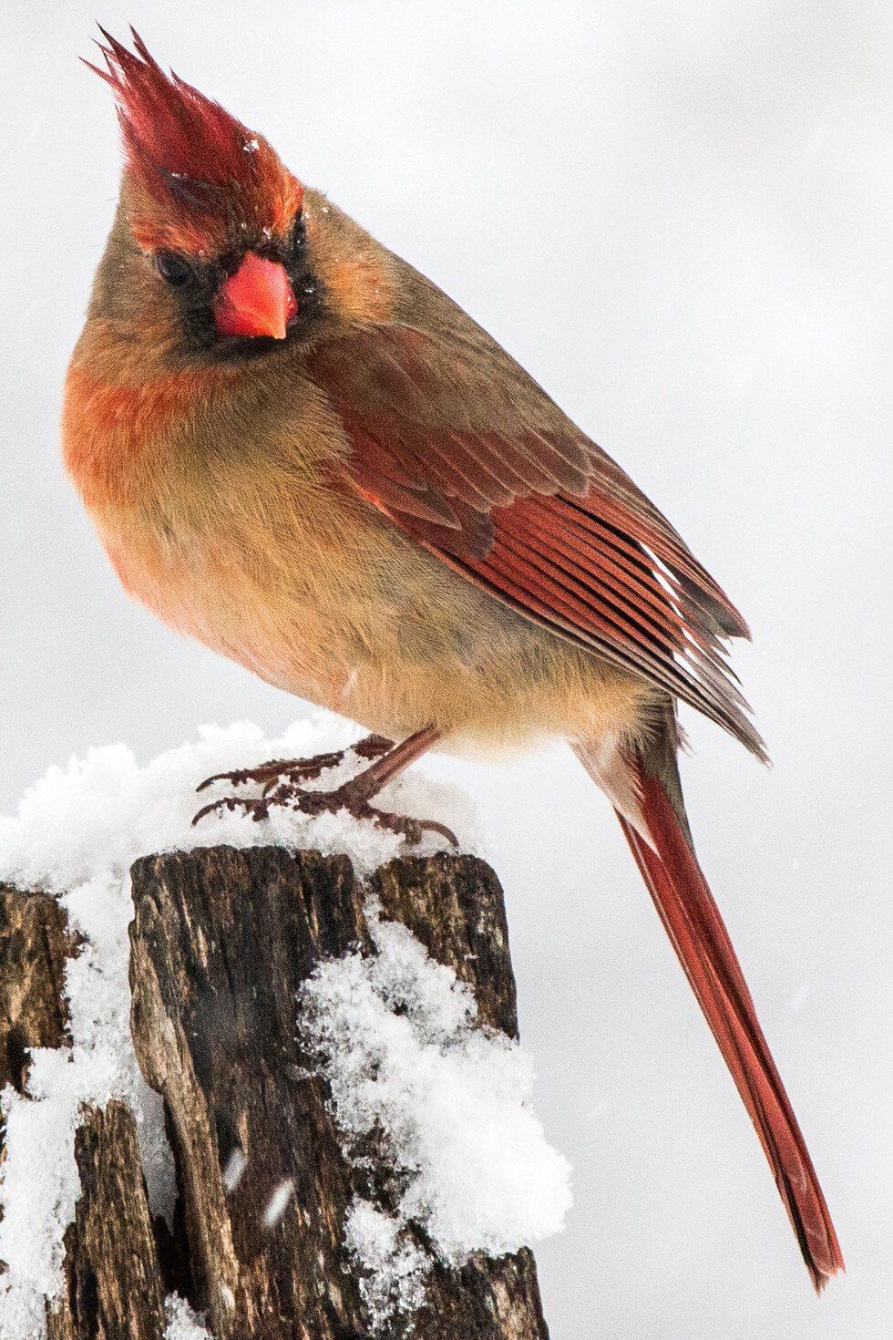 Rose Goldman_I'm Watching You.jpg