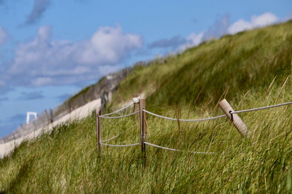Grassy Dunes