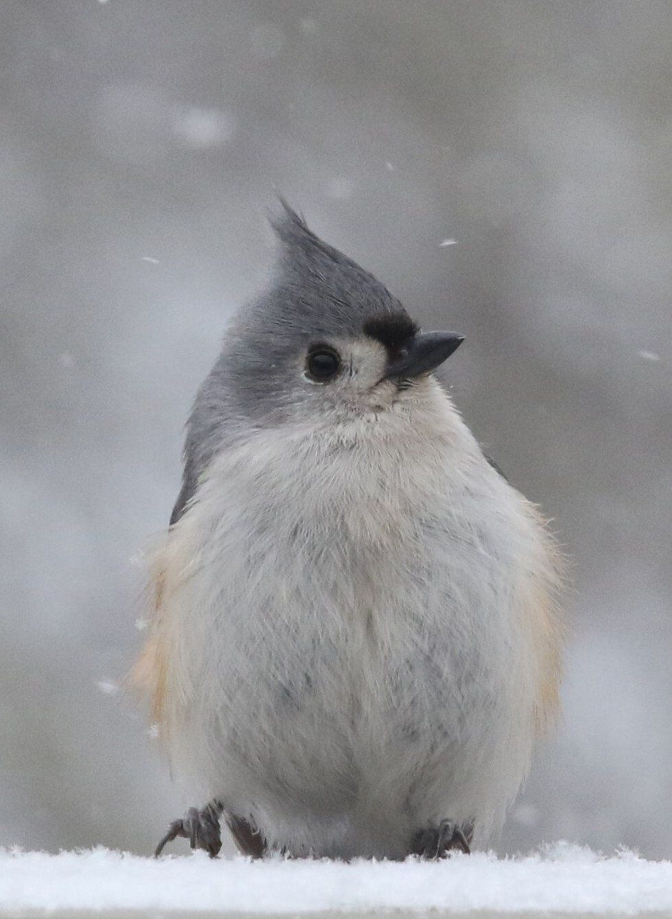 Susan Carr_Tufter.jpg