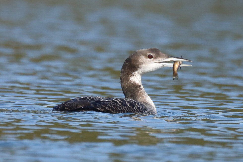 Loon Lunch