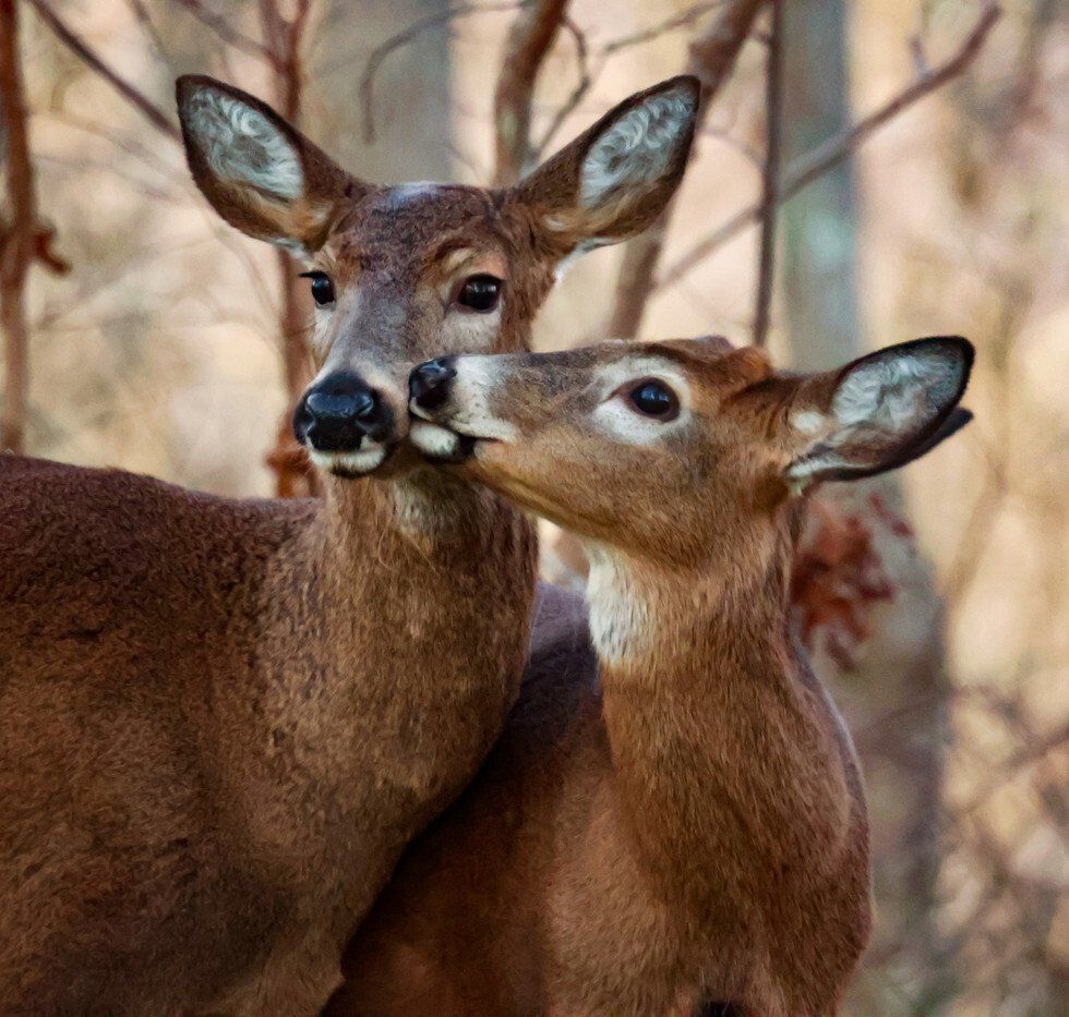 Kimberly Robbins_DoeButtonBuck.jpg