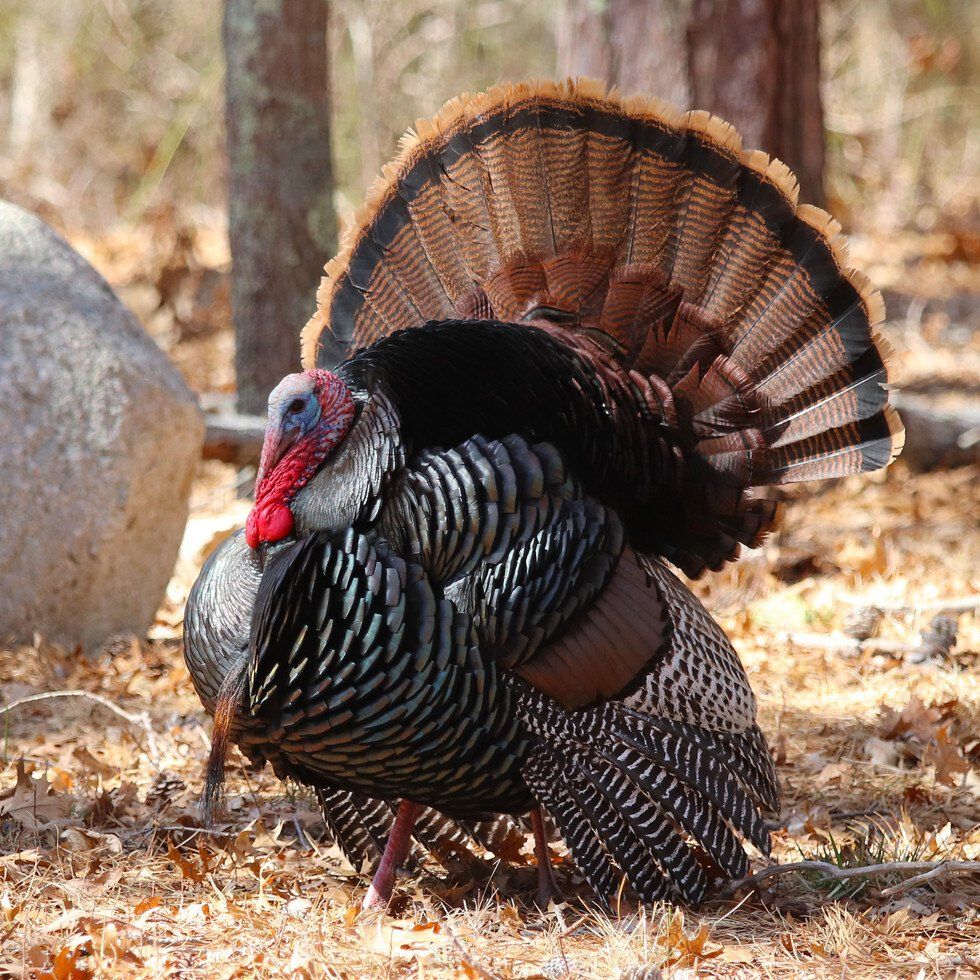Turkey in Full Regalia