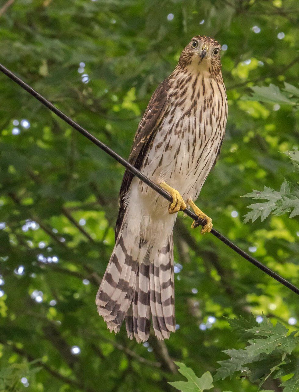 eyeballing hawk