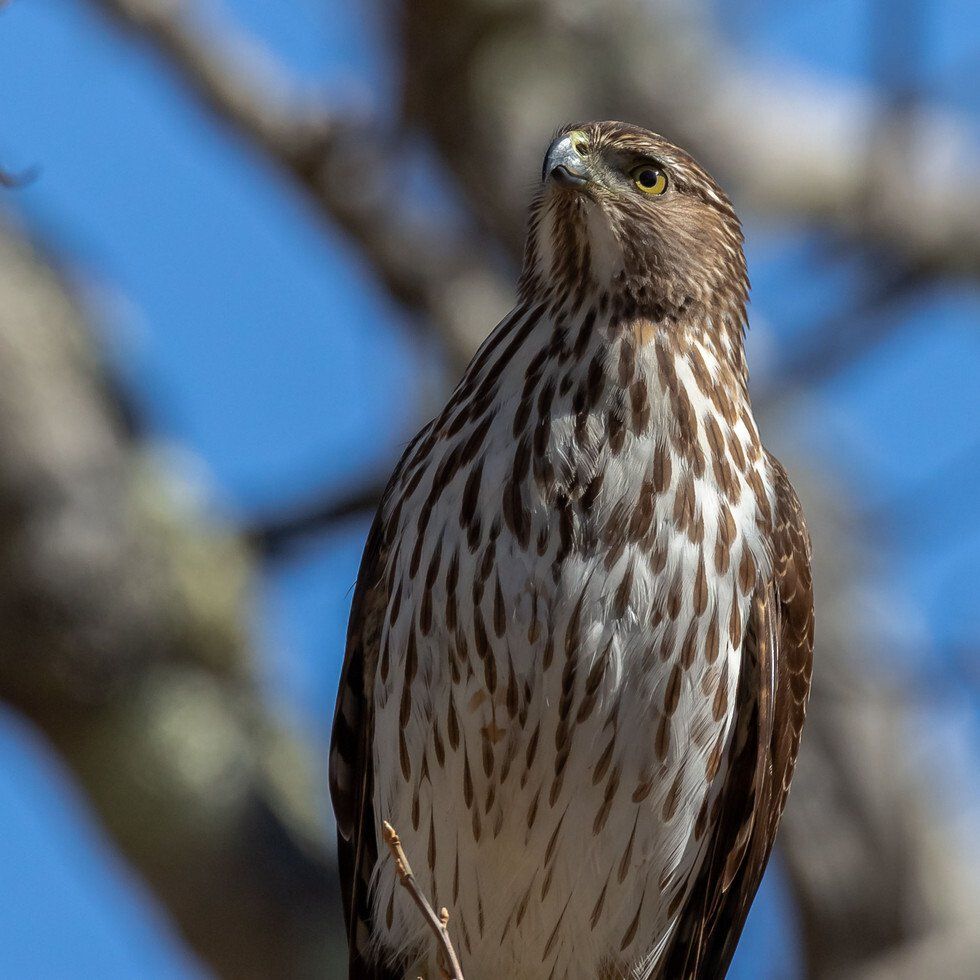 Portrait of a Predator