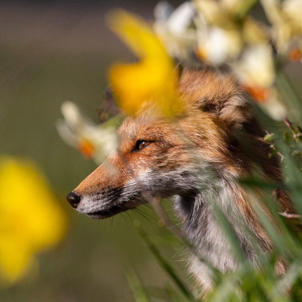 Mother Fox