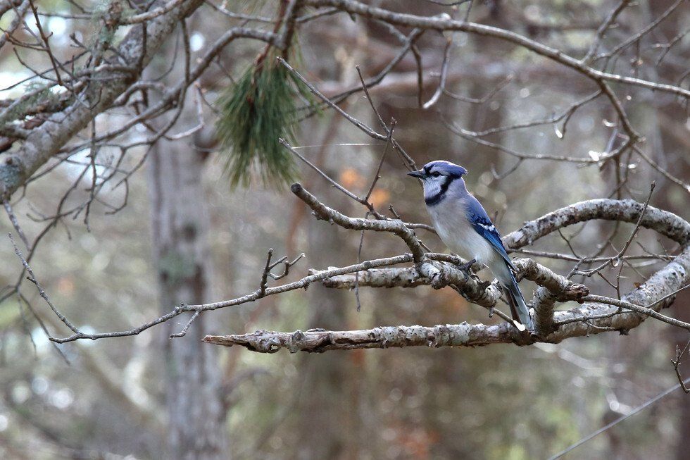 Blue Jay in Winter