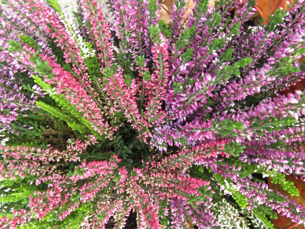 Lynn Travers_Sunnyside Autumn Bloom.jpg