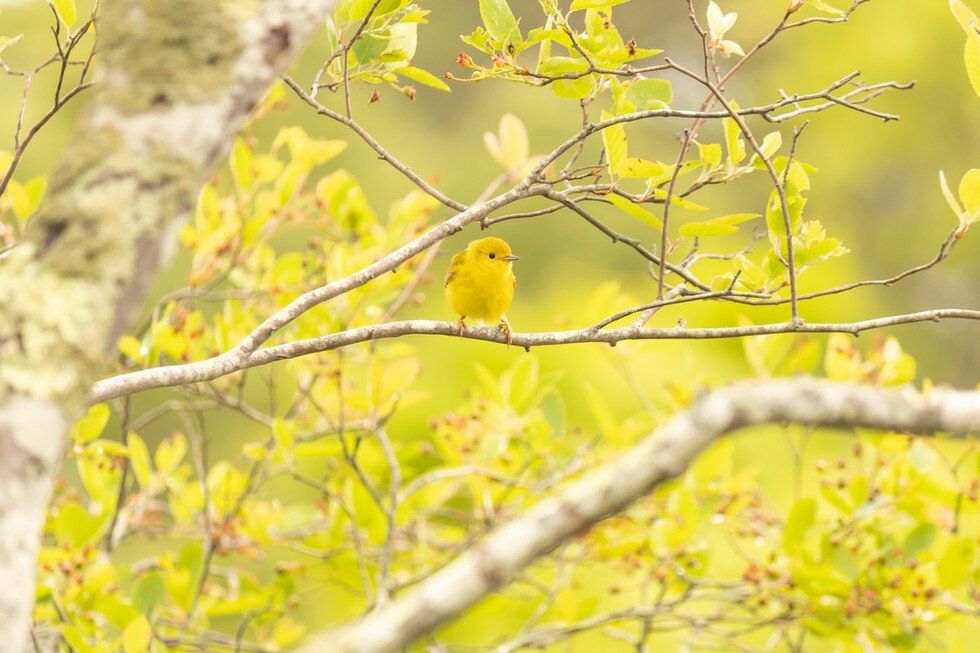Bells Neck 6-3-2021-09.jpg