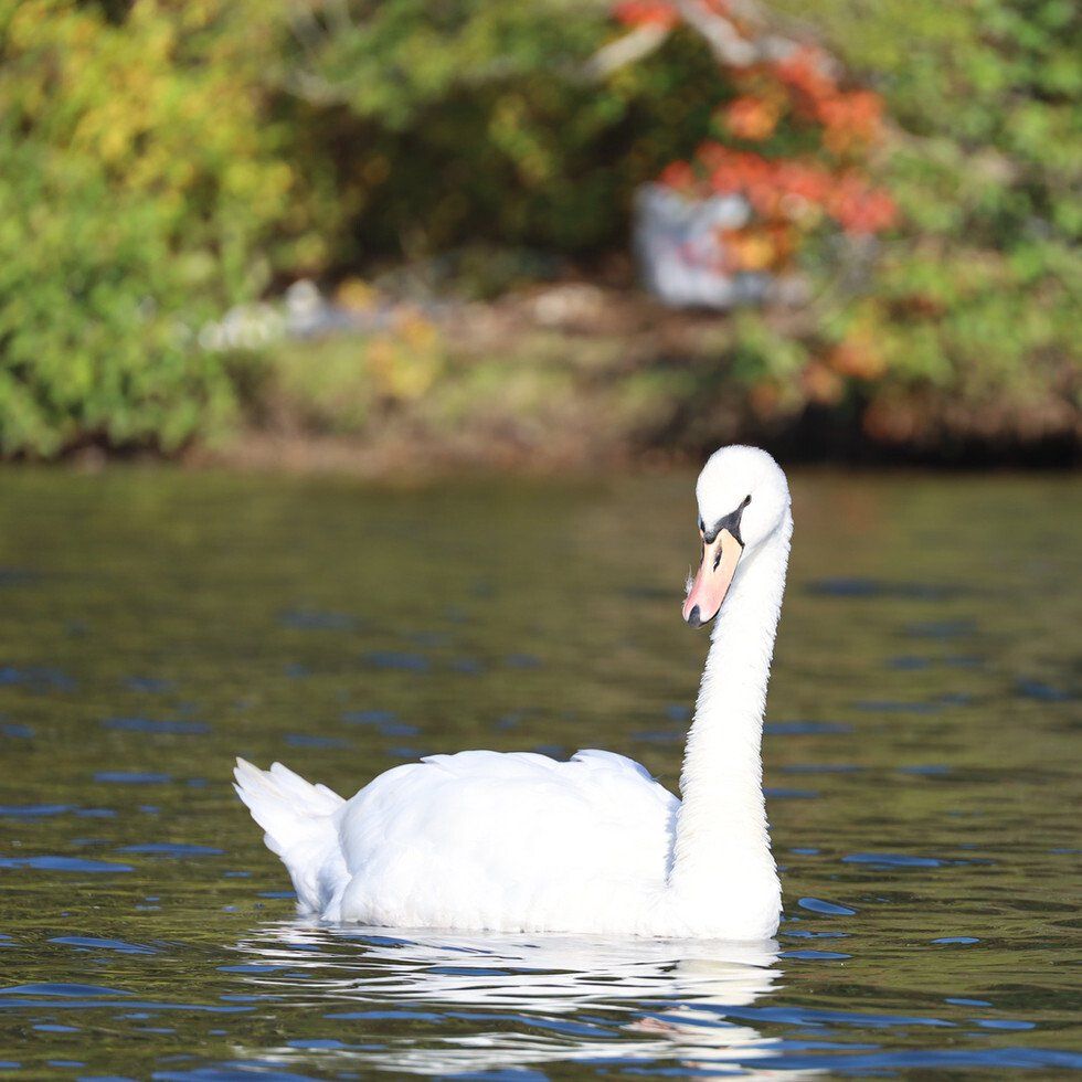 Seymour Pond Swan