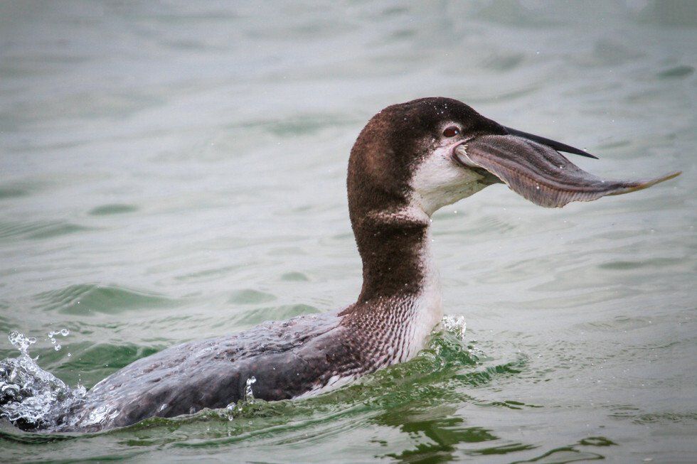 Elliott Carr_Loon Lunch.jpg