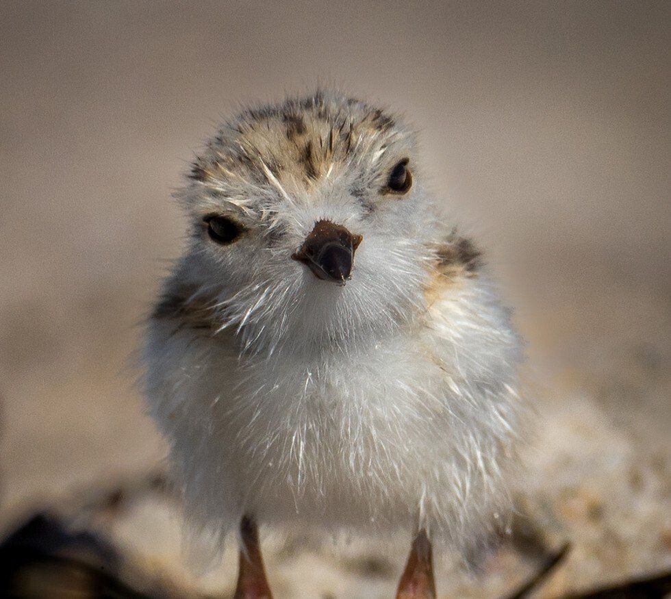 Don Bonci_Piping Plover Newborn.jpg