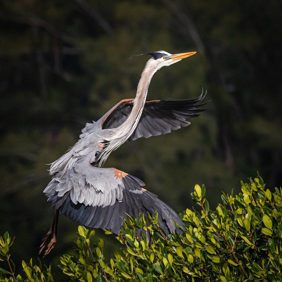 Early Morning Flight