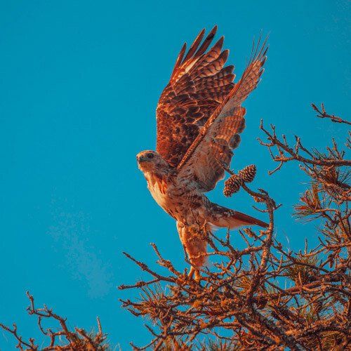 Morning flight
