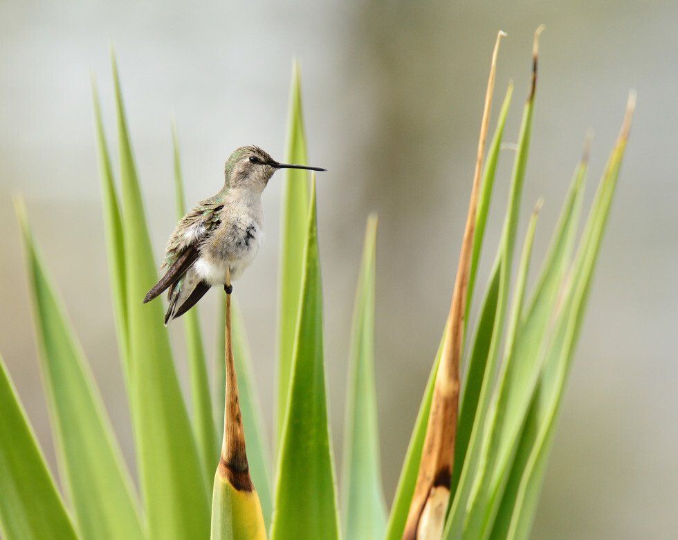 Young Hummer at Rest